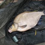 Bream with feeder