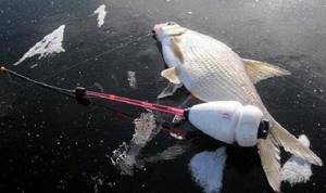 Bream from the ice at the beginning of winter