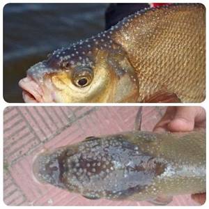 Bream during spawning period
