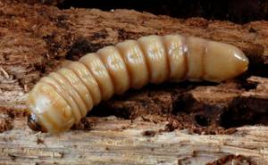 The larvae of bark beetles and other beetles can be used to catch trophy roach, carp, and crucian carp.