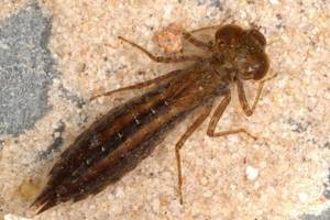 It is not difficult to obtain dragonfly larvae, and the bite on them is more effective than on a worm.