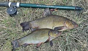 tench on a float in spring