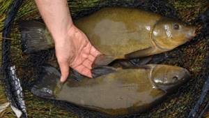 Tench on the net