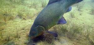 Tench feeds from the bottom