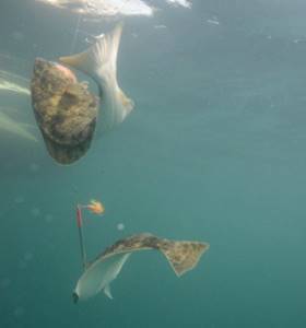 Halibut fishing