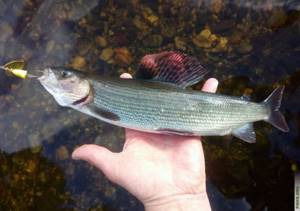 We catch grayling in the fall