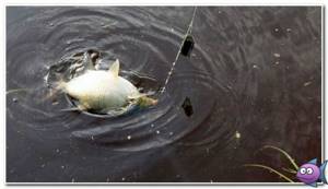 catching bream in the spring on a feeder
