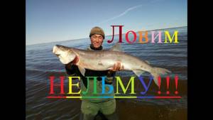 We catch nelma and omul Fishing in Yakutia Yakutia