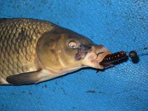 You can catch carp with a jig, but you shouldn’t expect frequent bites.