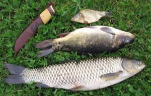 Fishing for grass carp