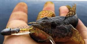 Goby fishing on the Black Sea: gear for catching Azov goby from the shore and boat