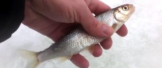 Catching dace in winter