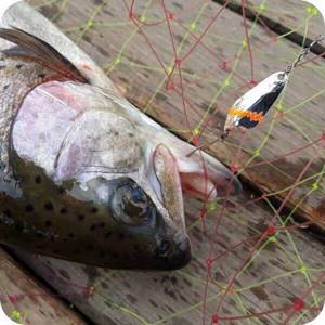 trout fishing with lures