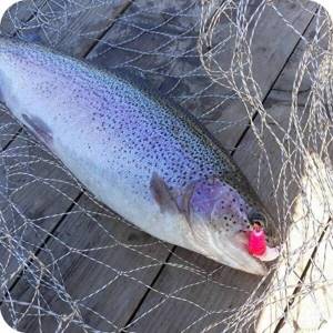 trout fishing with silicone