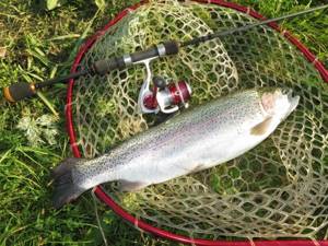 Trout fishing with spinning rod