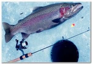 fishing for trout in winter