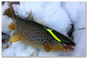 trout fishing in winter
