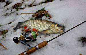 Catching chub with a spinning rod in winter