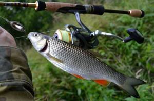 Catching chub with a spinning rod