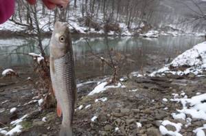 Chub fishing on an ice-free river