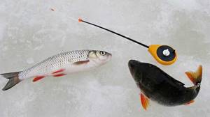 Chub fishing in winter