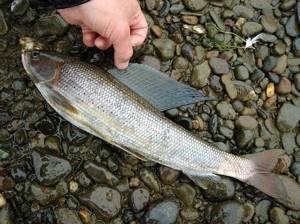 Fishing for grayling by boat