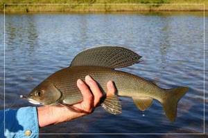 Catching grayling with a Tyrolean stick