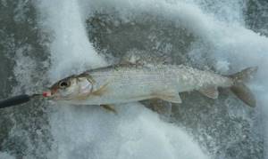 Catching grayling in winter with a spoon