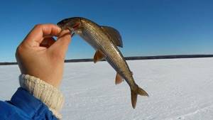 Grayling fishing in winter