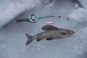 Grayling fishing in winter