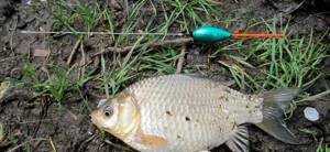 Catching crucian carp with a float rod