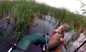 Catching crucian carp with a float
