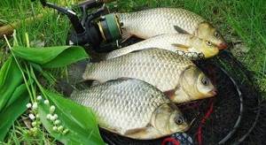 Catching crucian carp with a spring