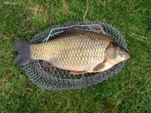 Catching crucian carp with a spring