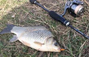 Fishing for crucian carp using a spinning rod