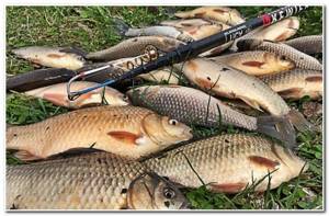 catching crucian carp with a fishing rod in autumn