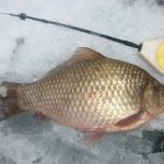 Fishing for crucian carp on the first ice