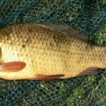 Fishing for crucian carp from a boat