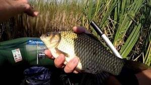 Fishing for crucian carp in August
