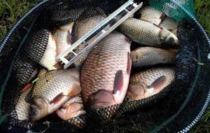 Catching crucian carp in May with a float rod