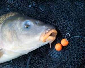 Catching carp with boilies: recommendations from experienced fishermen