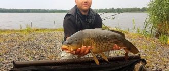 carp fishing in a pond in July