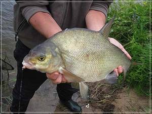 Catching bream with a fly rod