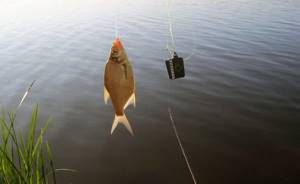 Catching bream on a feeder
