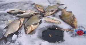 Fishing for bream from ice