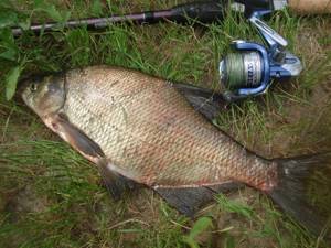 Catching bream in August on a feeder