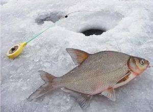 Fishing for bream in the first ice