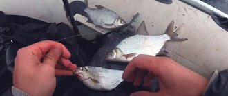 Catching bream with a ring
