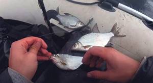 Catching bream with a ring