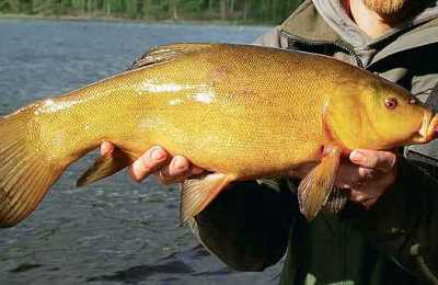 Fishing for tench in summer - What types of fish are there?